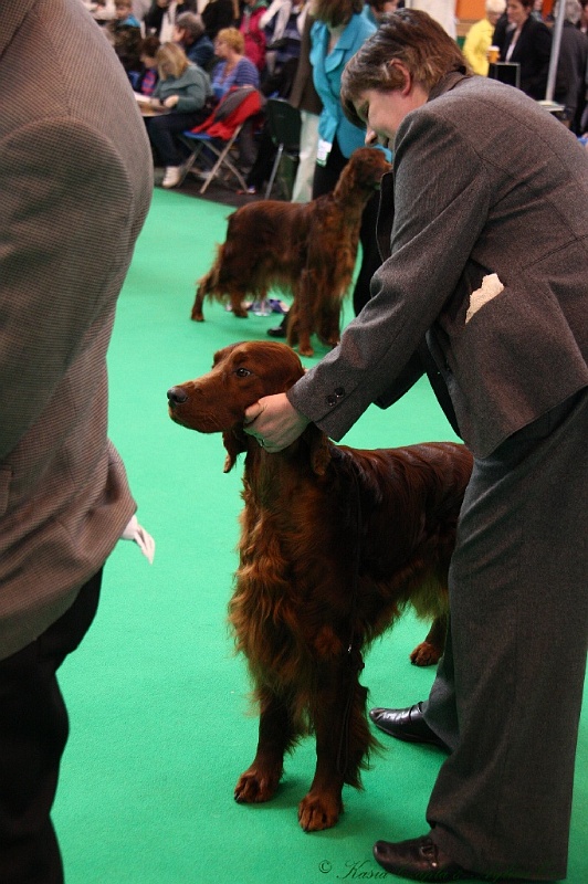 Crufts2011 704.jpg